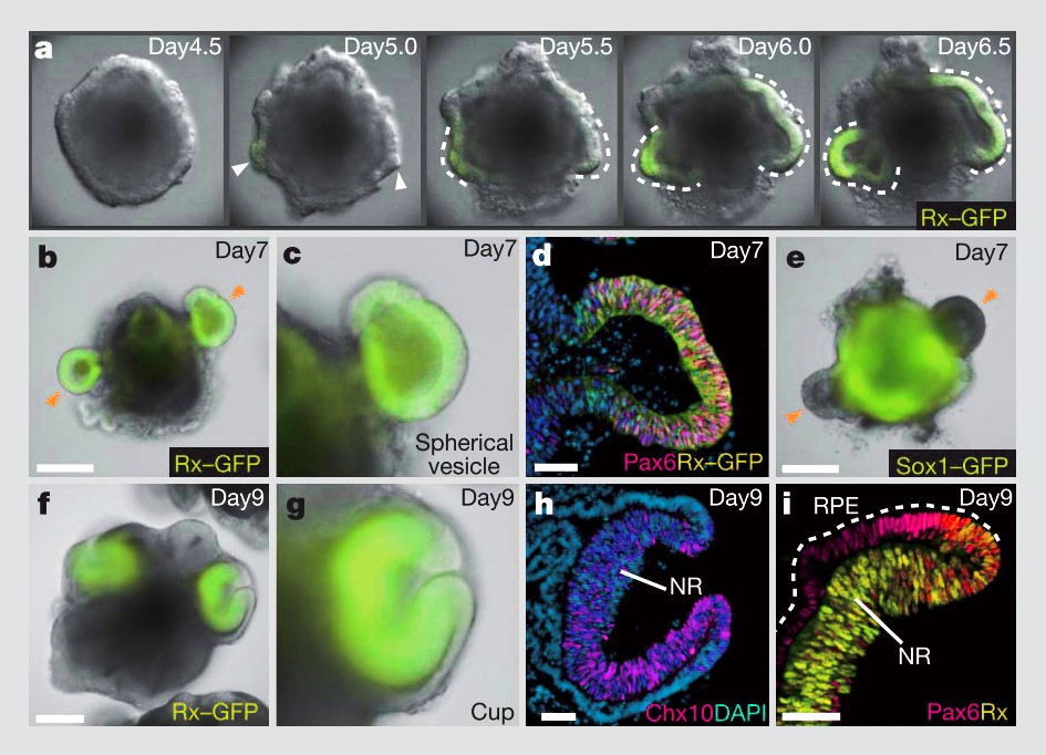 Self formation of an optic cup like structure in 3D culture. Figure from Eiraku et al.